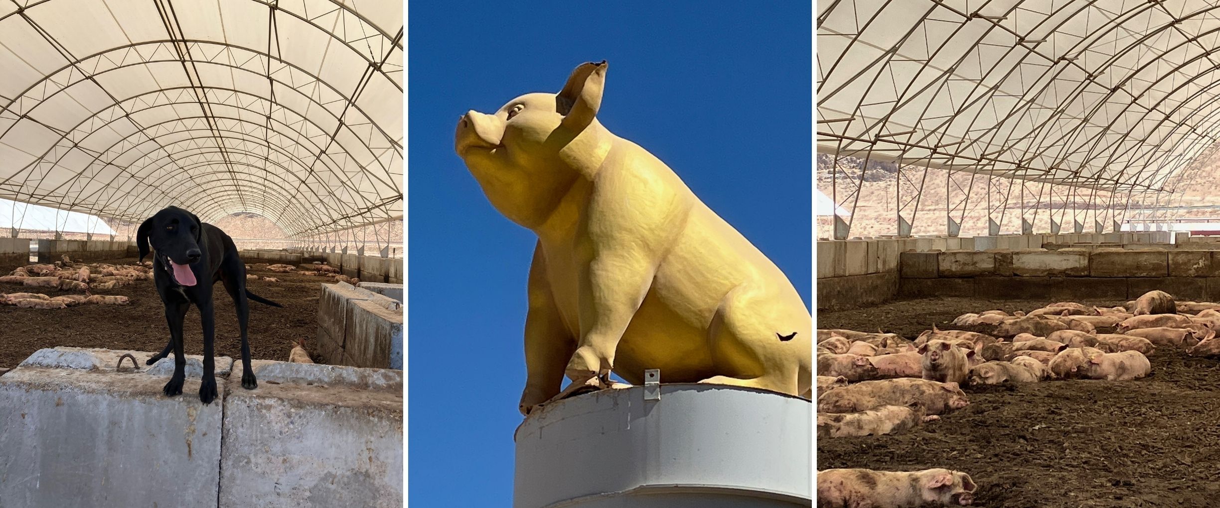 The Power of the Pig A Sustainable Approach to Food Recovery